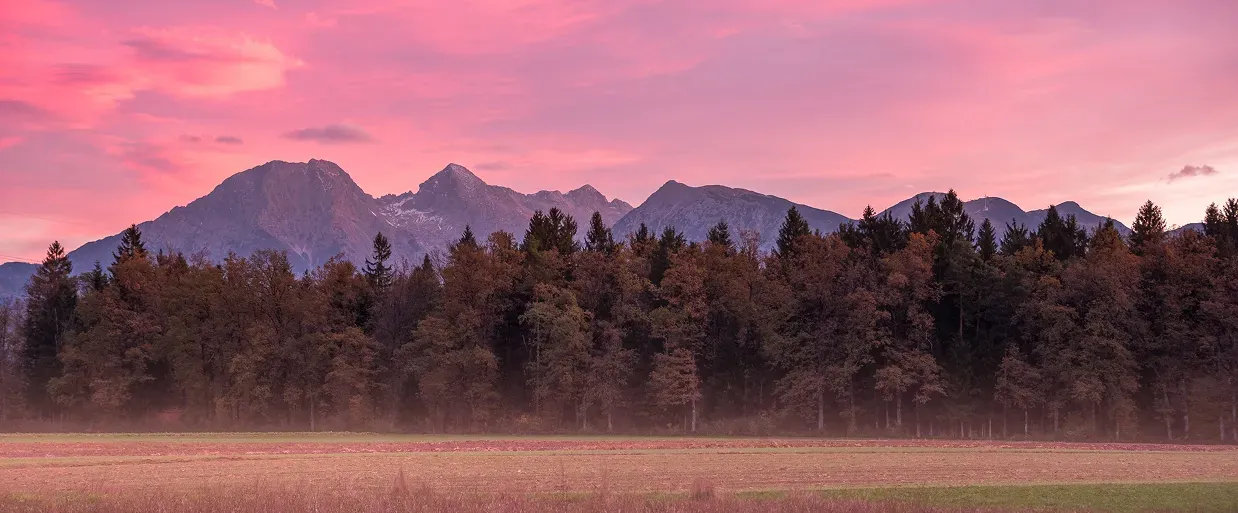 A panoramic view of mountains behind a dense forest at sunrise or sunset, with the sky painted in shades of pink and purple and a thin layer of mist above an open grassy field in the foreground.