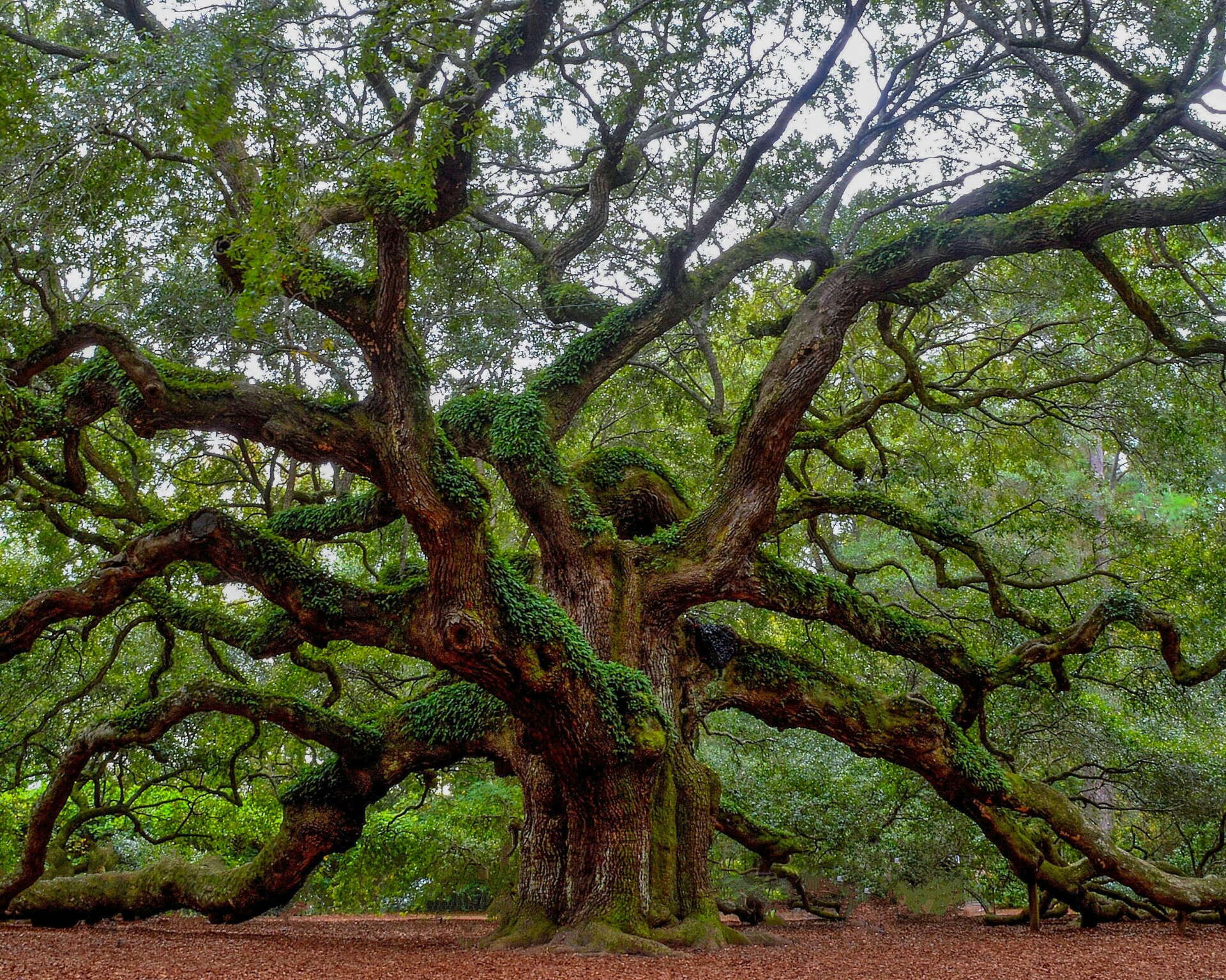 A massive, ancient oak tree with a thick, gnarled trunk and sprawling branches covered in green moss and leaves, surrounded by a forest floor of brown leaves.